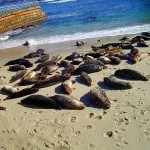 Seals at the Children's Pool, La Jolla Seals at the Childrens Pool La Jolla 150x150 About La Jolla