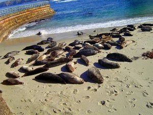 Seals at the Childrens Pool La Jolla 300x225 Seals at the Childrens Pool, La Jolla