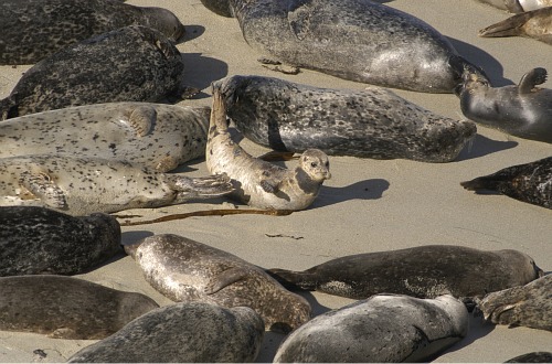 La Jolla Seals Visiting La Jolla With Kids