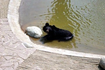 Animals Asia Moon Bear Rescue