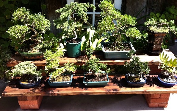 Bernardo Winery bonsai
