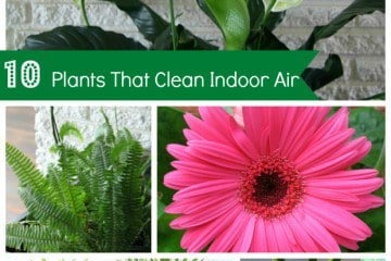 Plants that Purify Clean Indoor Air