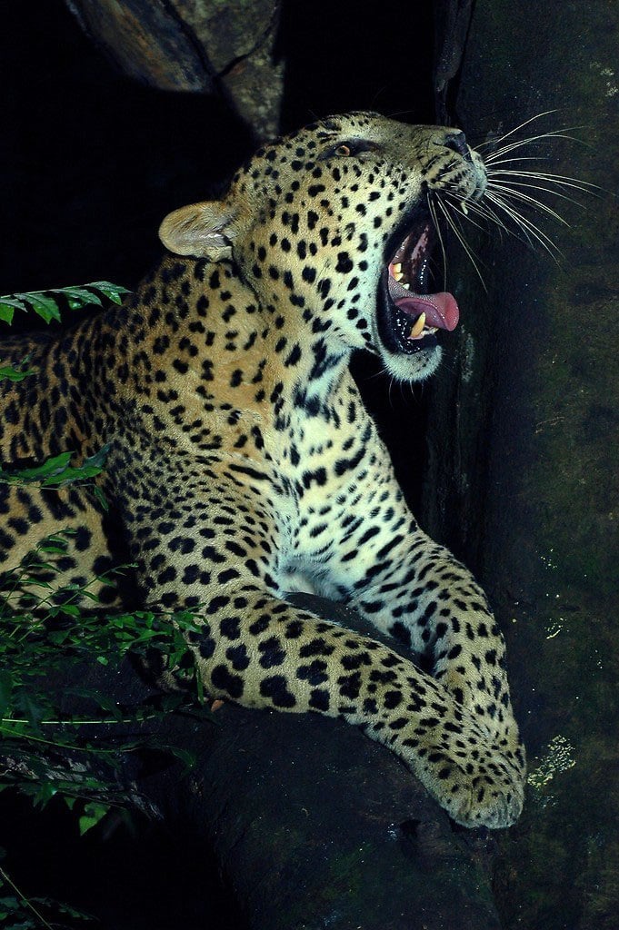 Singapore with Kids Night Safari