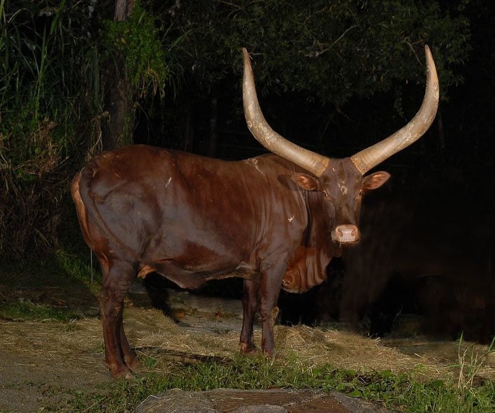 Singapore with Kids Night Safari