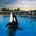 Dine with Shamu at SeaWorld San Diego