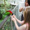 The Jurong Bird Park is a must-see attraction in Singapore with kids