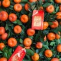 Citrus Trees for Chinese New Year