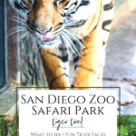 Tiger Trail is the conservation-minded Sumatran tiger exhibit at San Diego Zoo Safari Park. As a member, I share our favorite things to do and see.