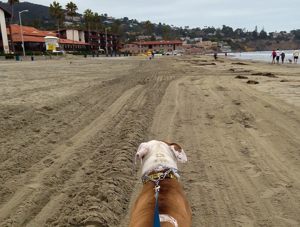 My dog looks south on La Jolla Shores Beach