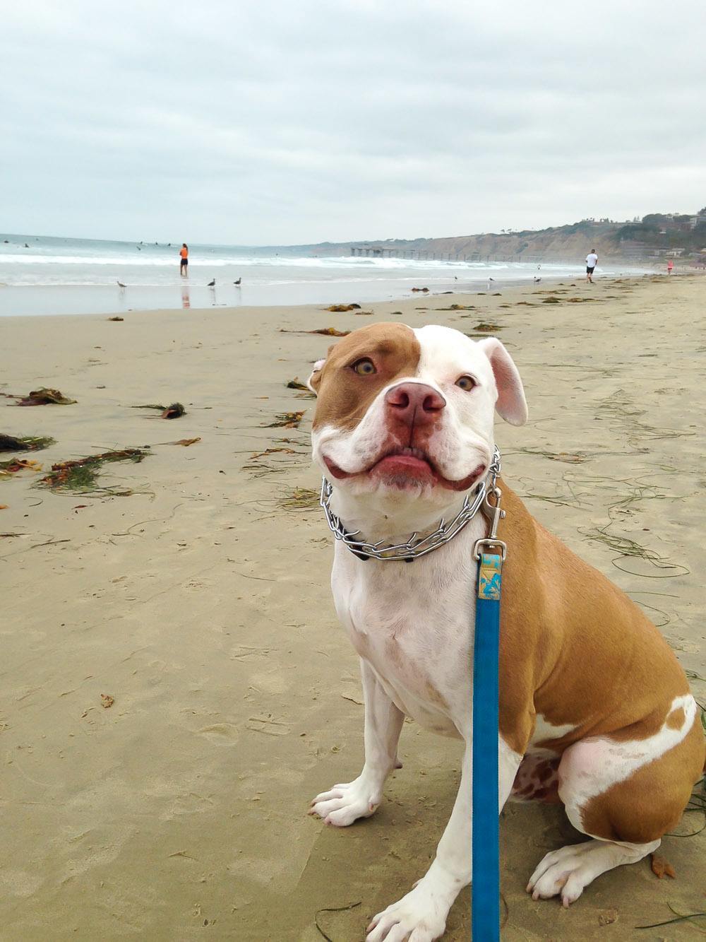 are dogs allowed at la jolla tide pools