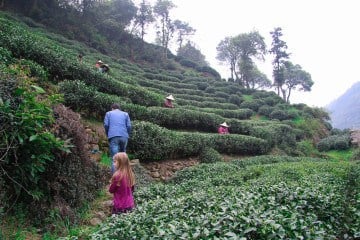 hangzhou longjing tea fields in mei jia wu