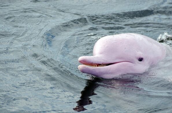 Dolphin オーシャンドルフィンピンク 風船,UFO風船｜オーシャンピンクドルフィンの通販｜格安卸価格で