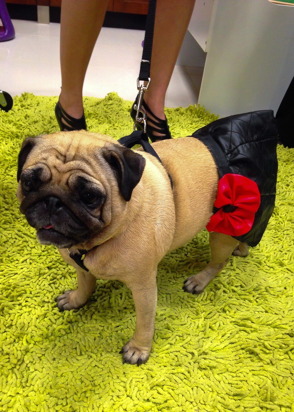 Duty Free City welcomes leashed pets