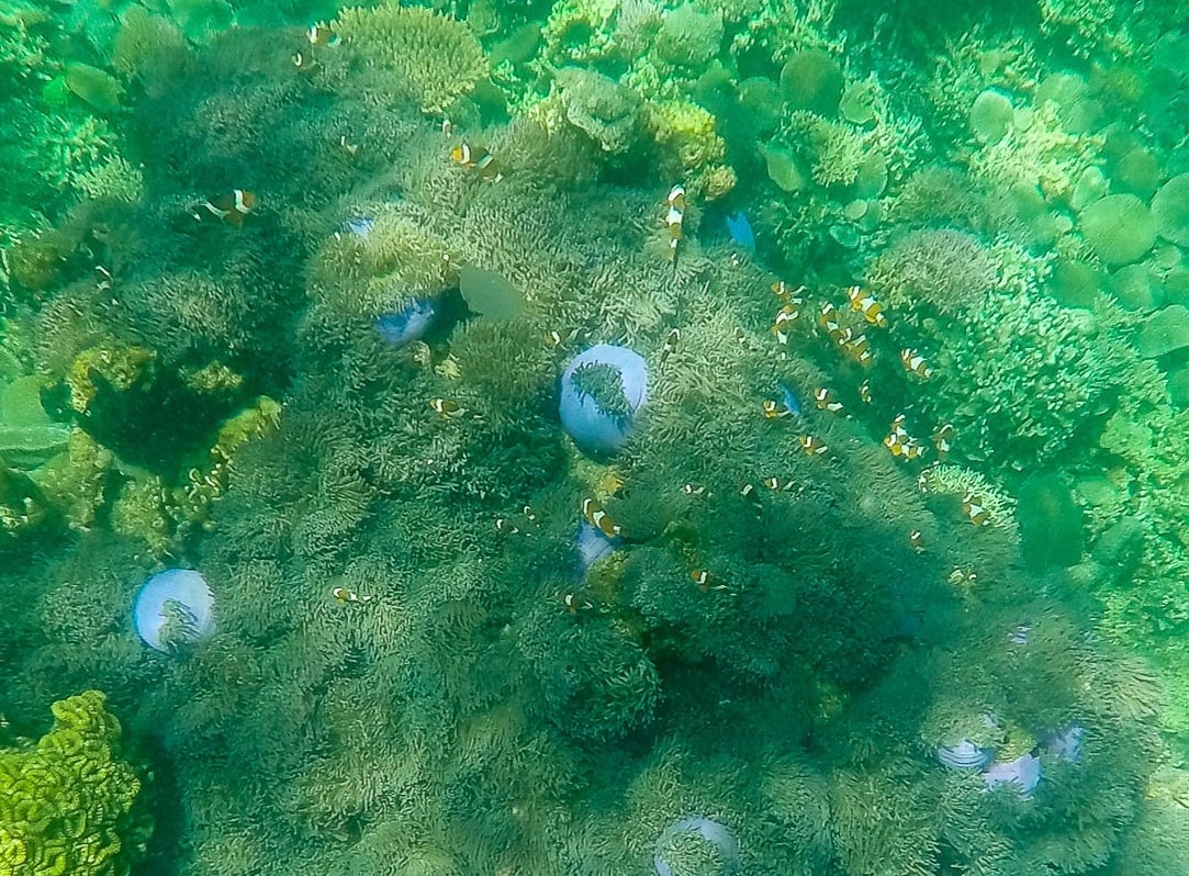 A school of clownfish on Mamutik Island off the coast of Kota Kinabalu