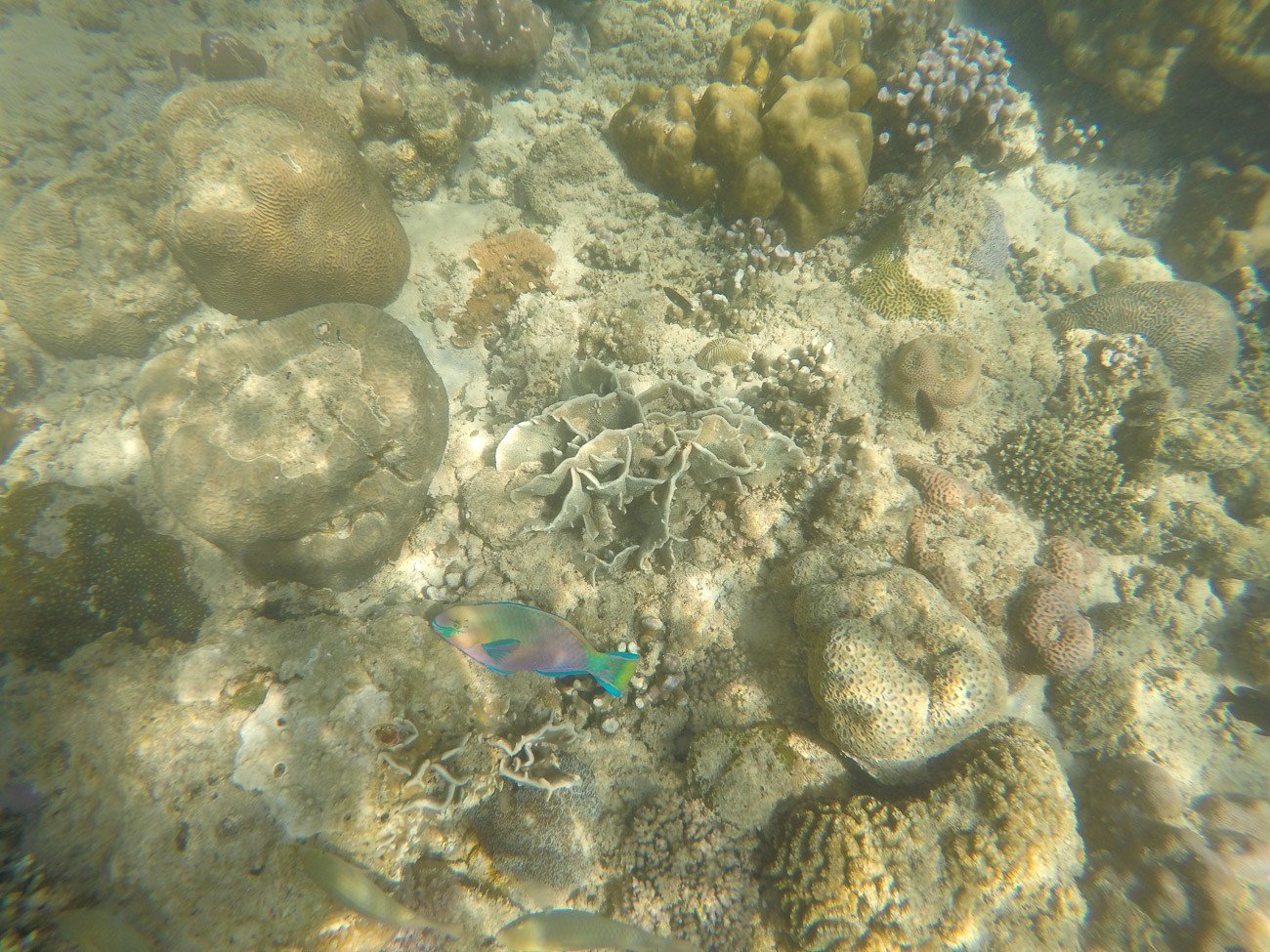 Pretty tropical fish against rocks and coral off Mamutik Island, Kota Kinabalu