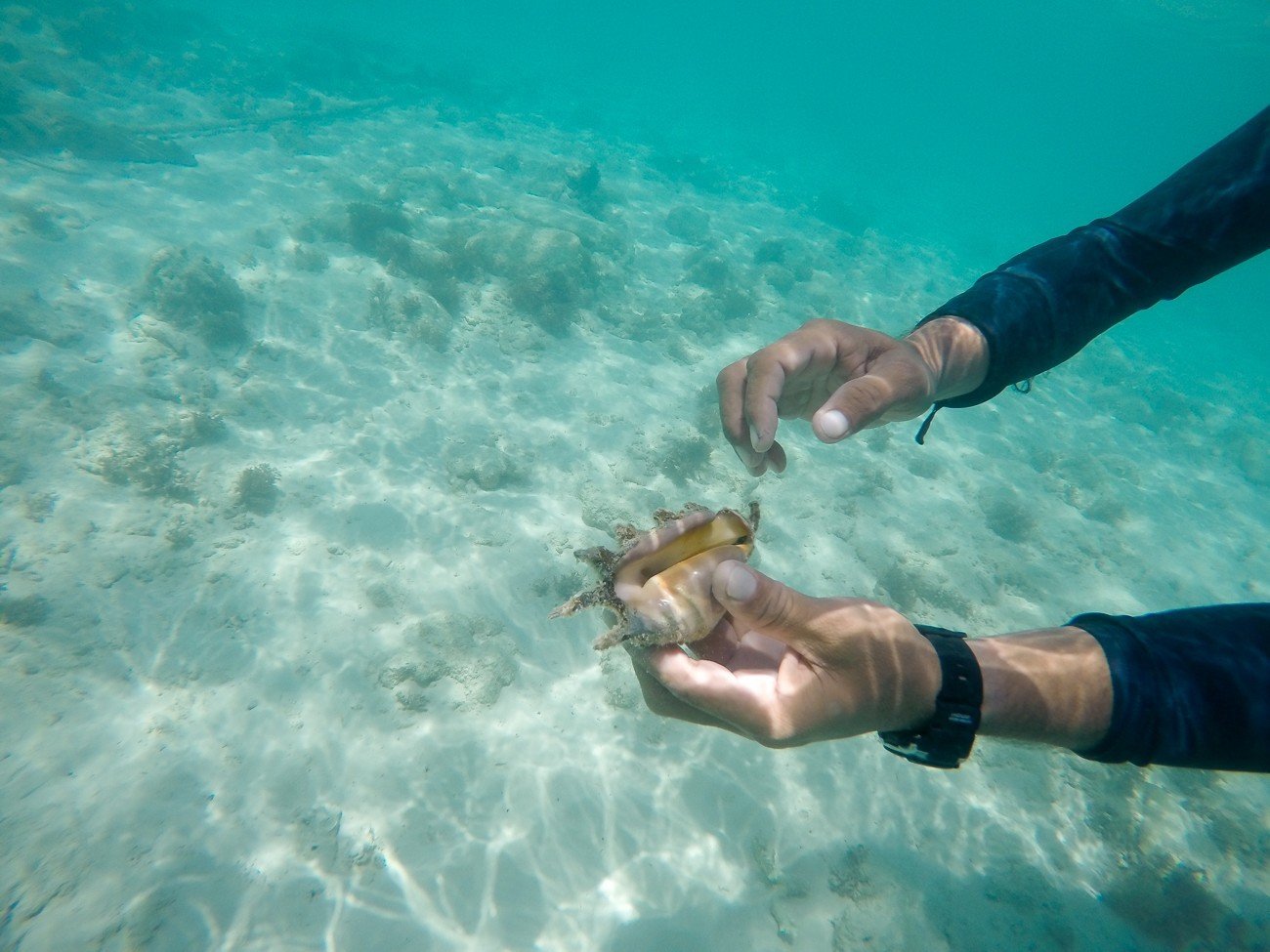 Sea life off Mamutik Island, Kota Kinabalu