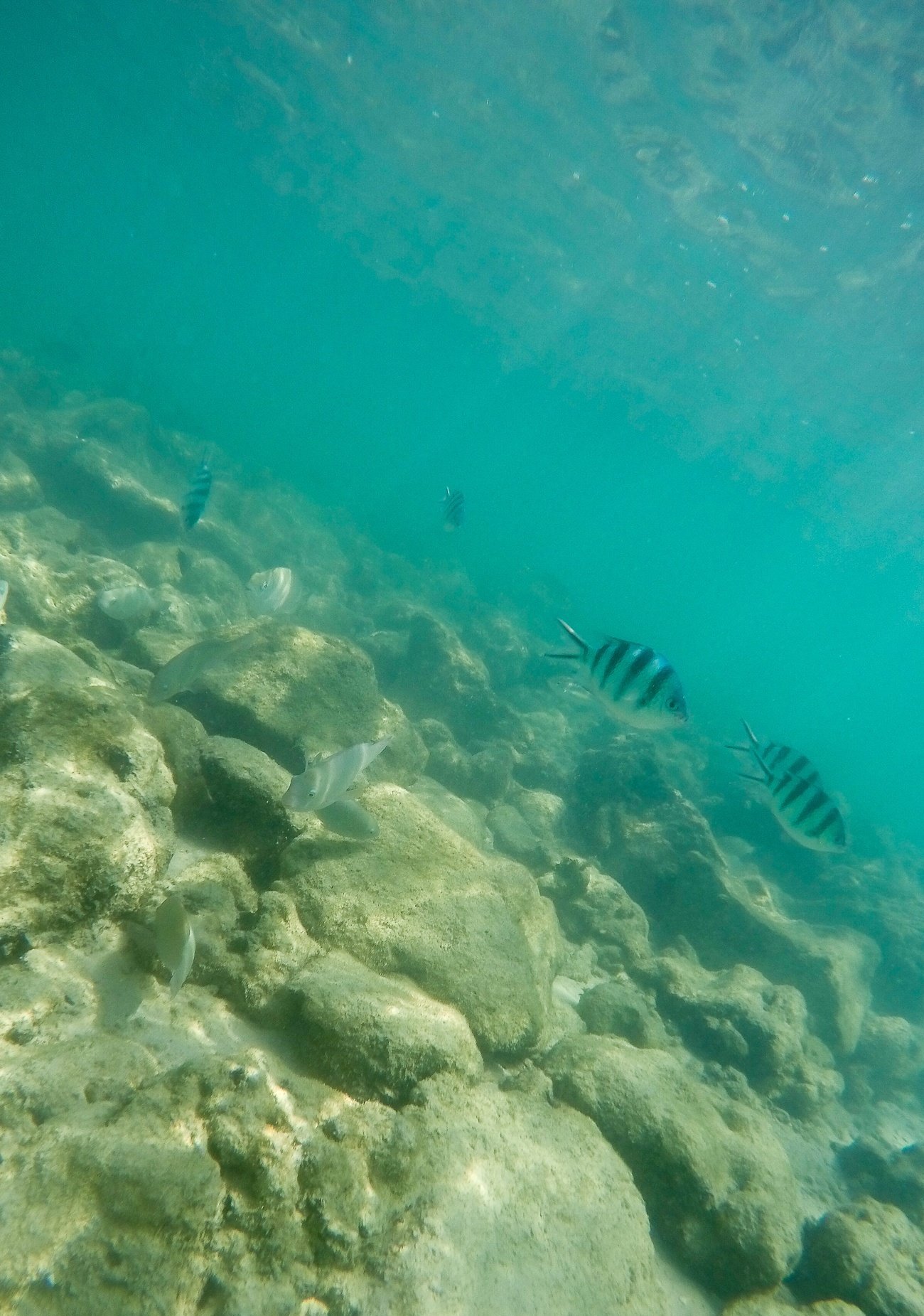 Pretty tropical fish off Mamutik Island, Kota Kinabalu