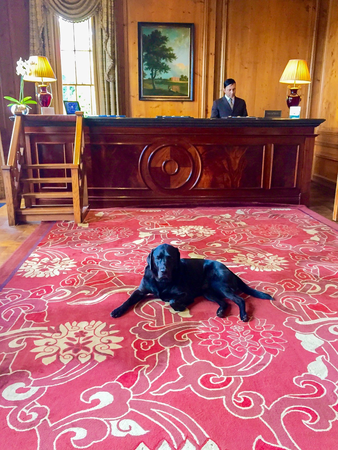 Oliver Beckington is the cheekyresident dog at Four Seasons Hotel Hampshire, England