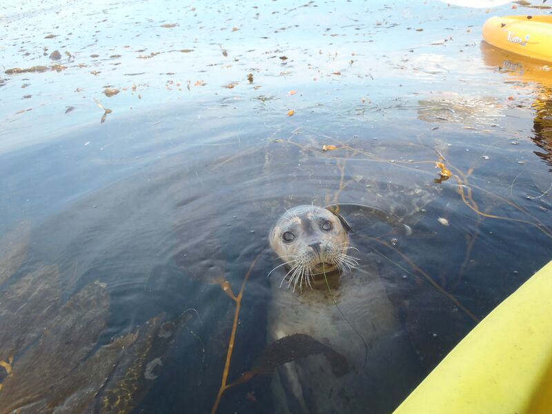 A La Jolla seal checking out a kayak