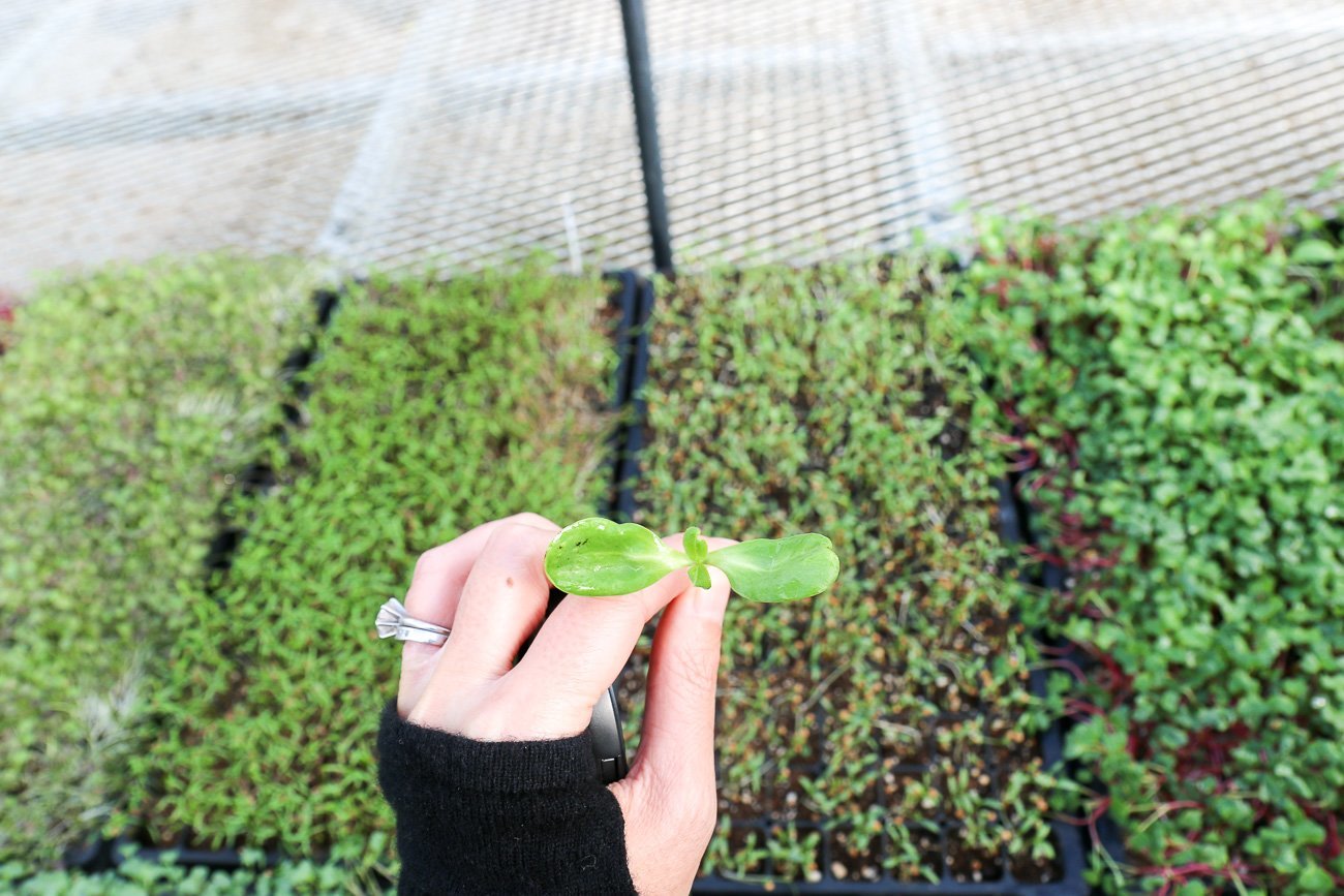 Golden Door spa grows much of its biodynamic, organic produce on site in lovely greenhouses and gardens.