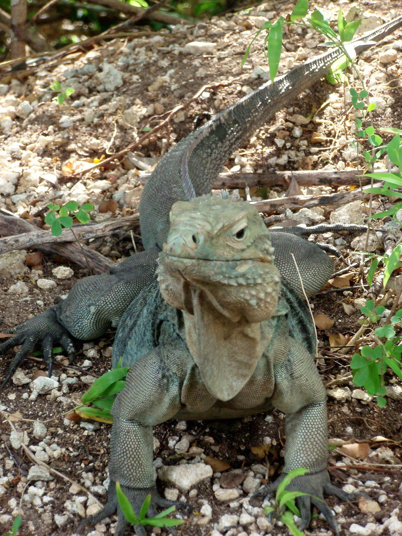 The endangered Cayman Blue Iguana can be seen at Grand Cayman's Queen Elizabeth II Royal Botanic Park.