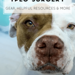 Detailed tips for dog TPLO surgery (torn ACL) preparation from gear to helpful websites.