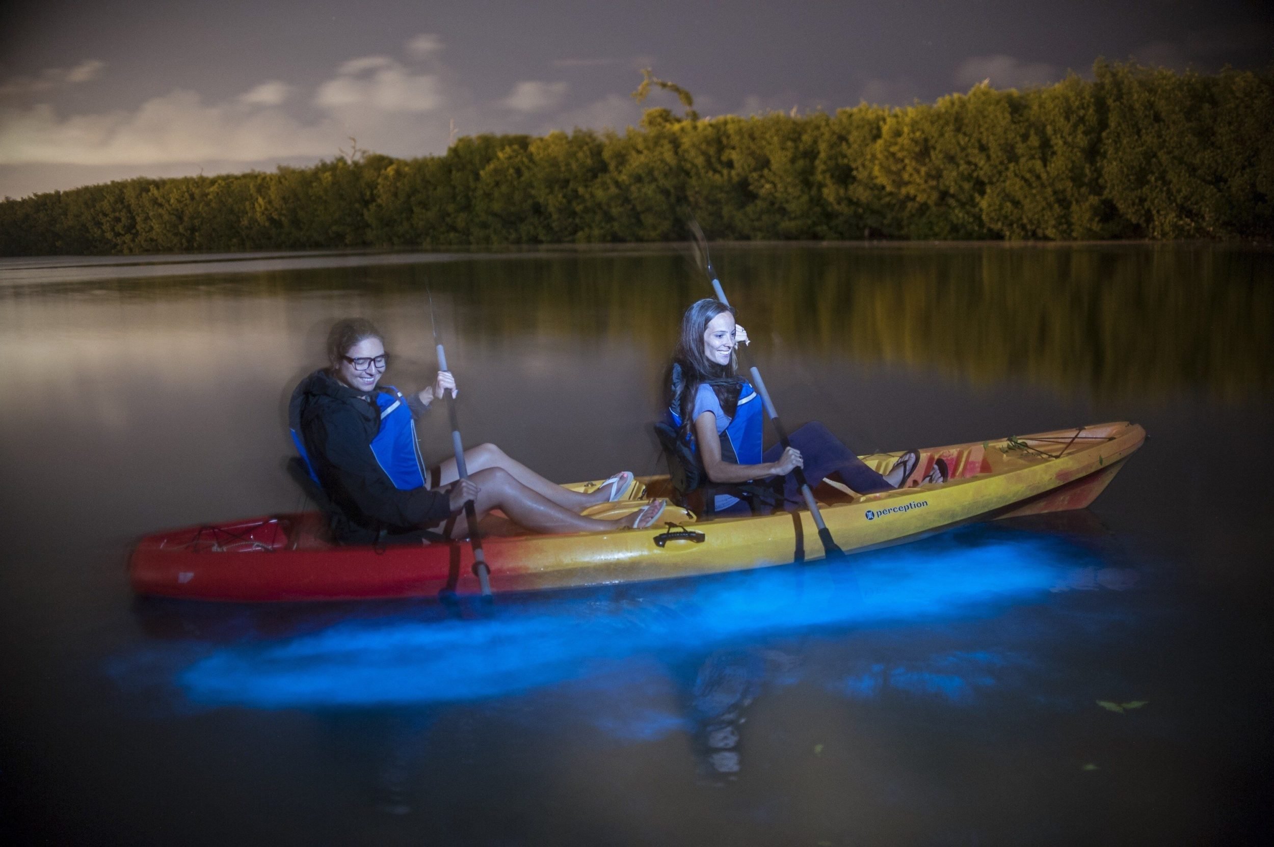 Kayakers glide through the bioluminescent bay at night.