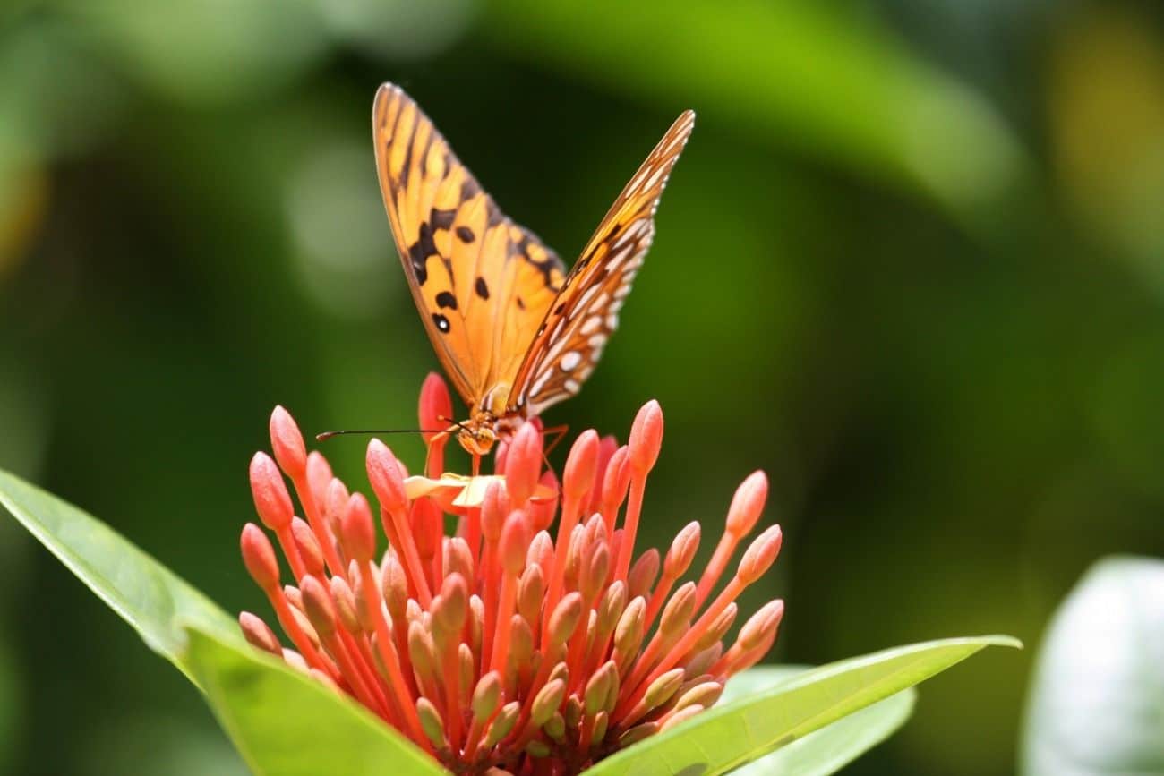 There are over 60 species of butterflies that live on Grand Cayman. Five are endemic.