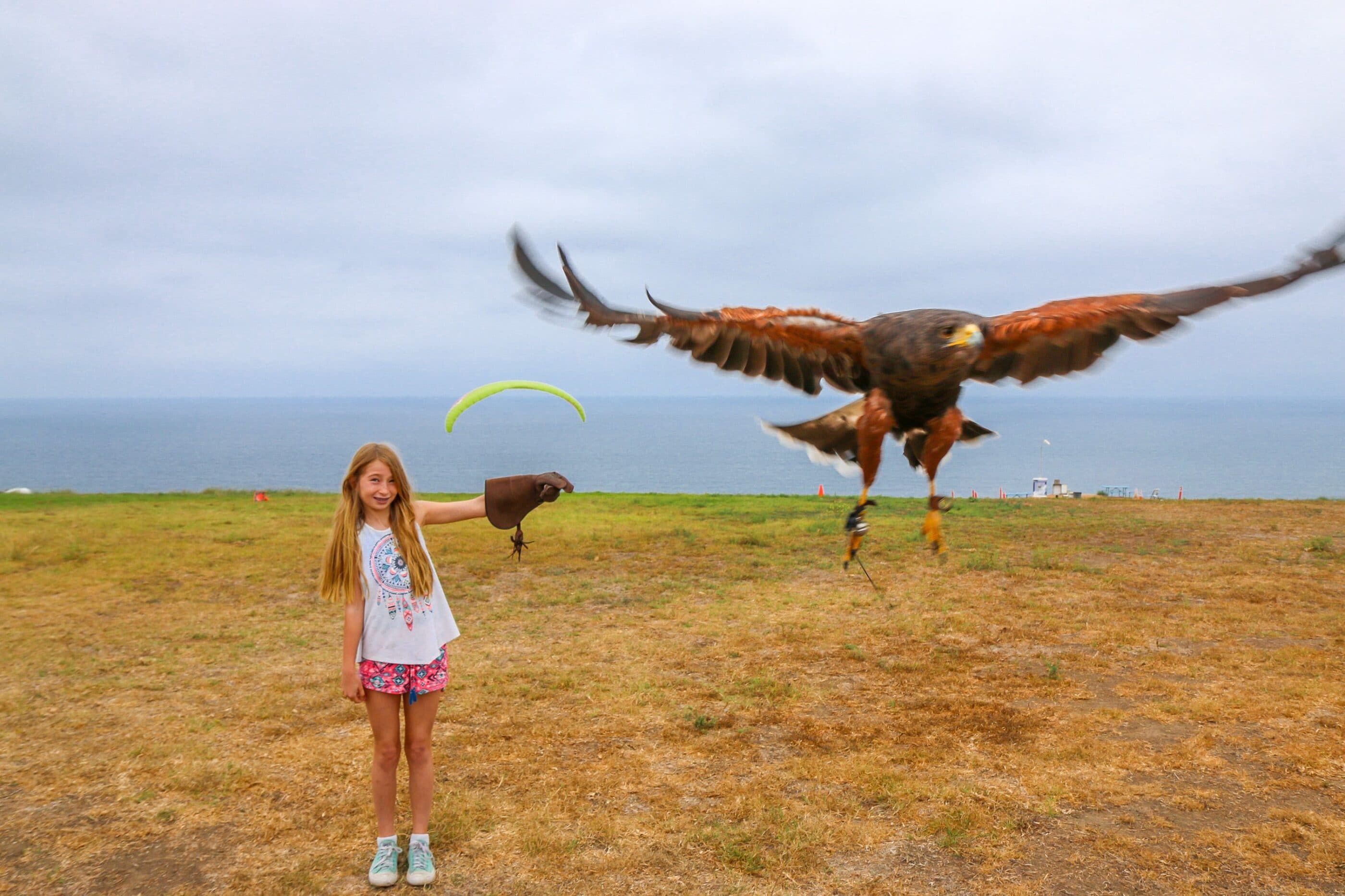 A basic falconry lesson with Sky Falconry is an awesome thing to do with kids in San Diego at La Jolla's Torrey Pines Gliderport.
