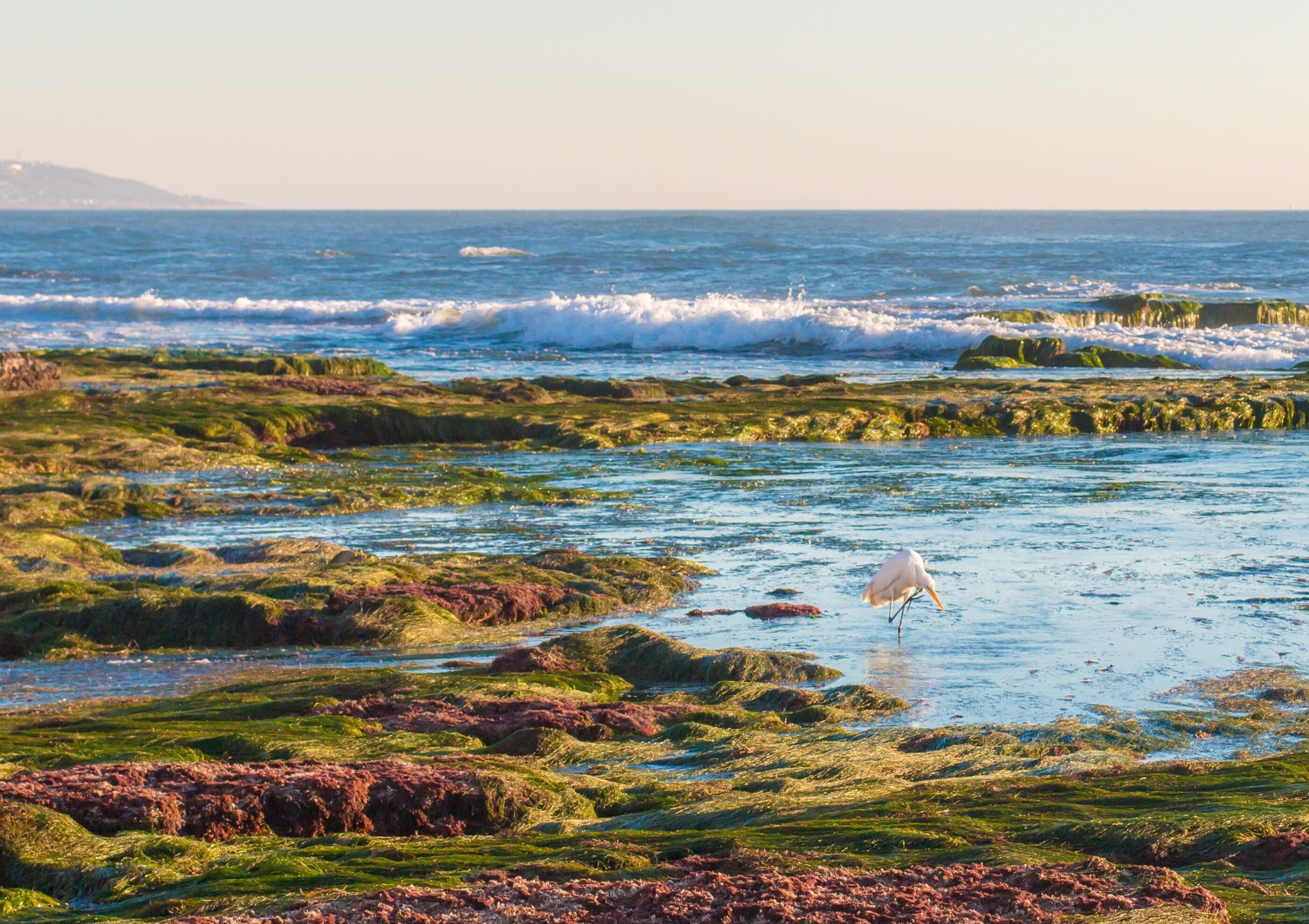 A crane hunts for fish in La Jolla tide pools during November.