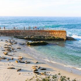Guide to the Best Beaches in La Jolla