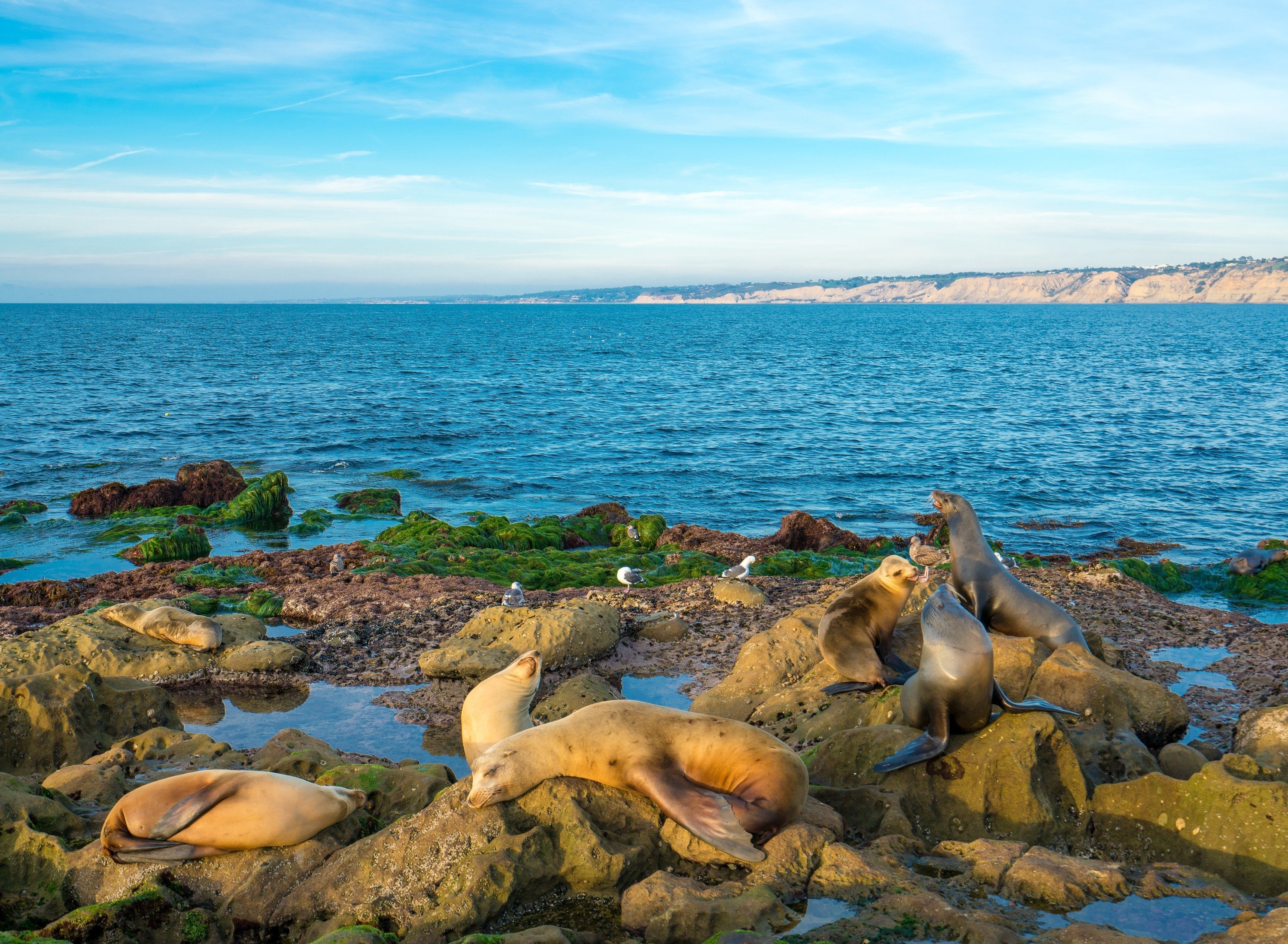 Sea lions hanging out at La Jolla Cove as shot with a SONY a7r ii mirrorless camera.