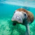 A manatee swims up to my camera in Crystal River, Florida