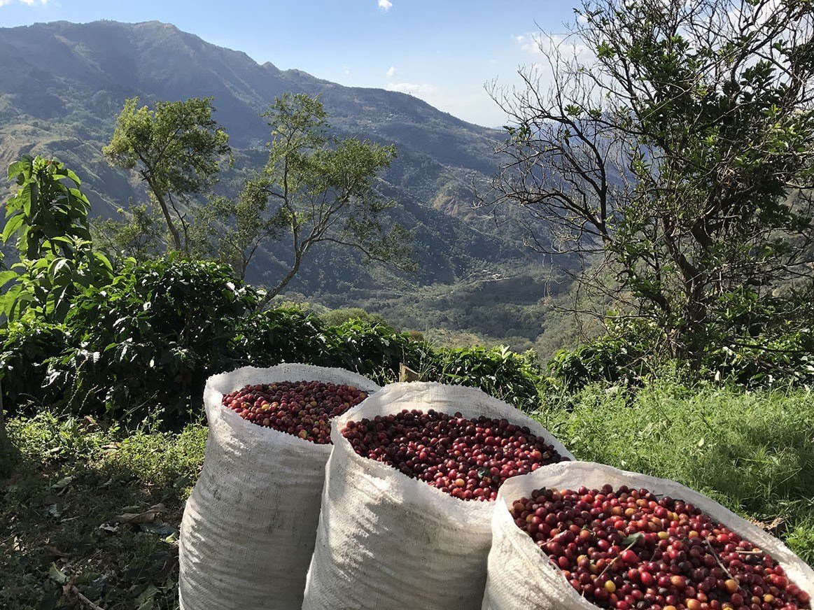 A small-batch, artisan coffee that you can buy online - Alumbre Coffee.