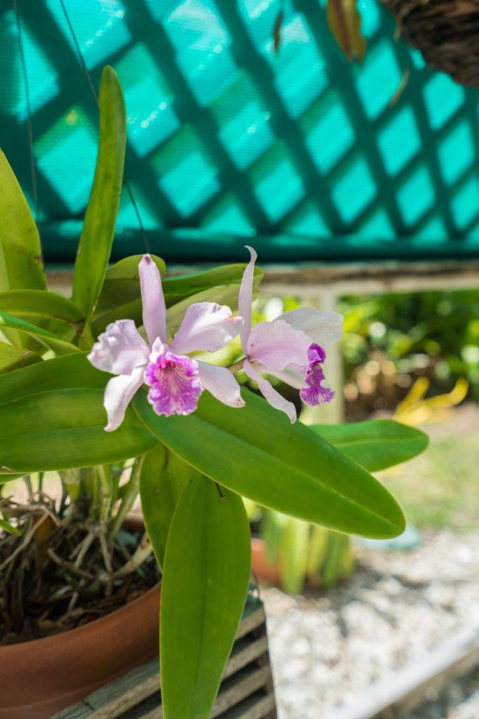 The Edison & Ford Winter Estates in Fort Myers is home to over 1000 exotic plants.