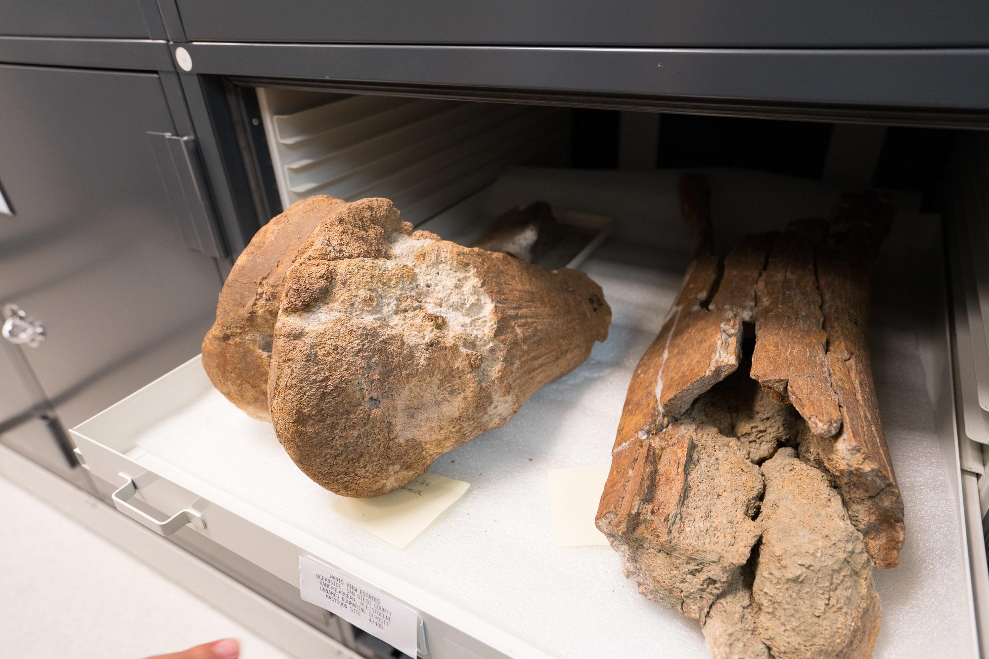Mammoth bones found in Oceanside, California that are in theNAT's paleontology collection.