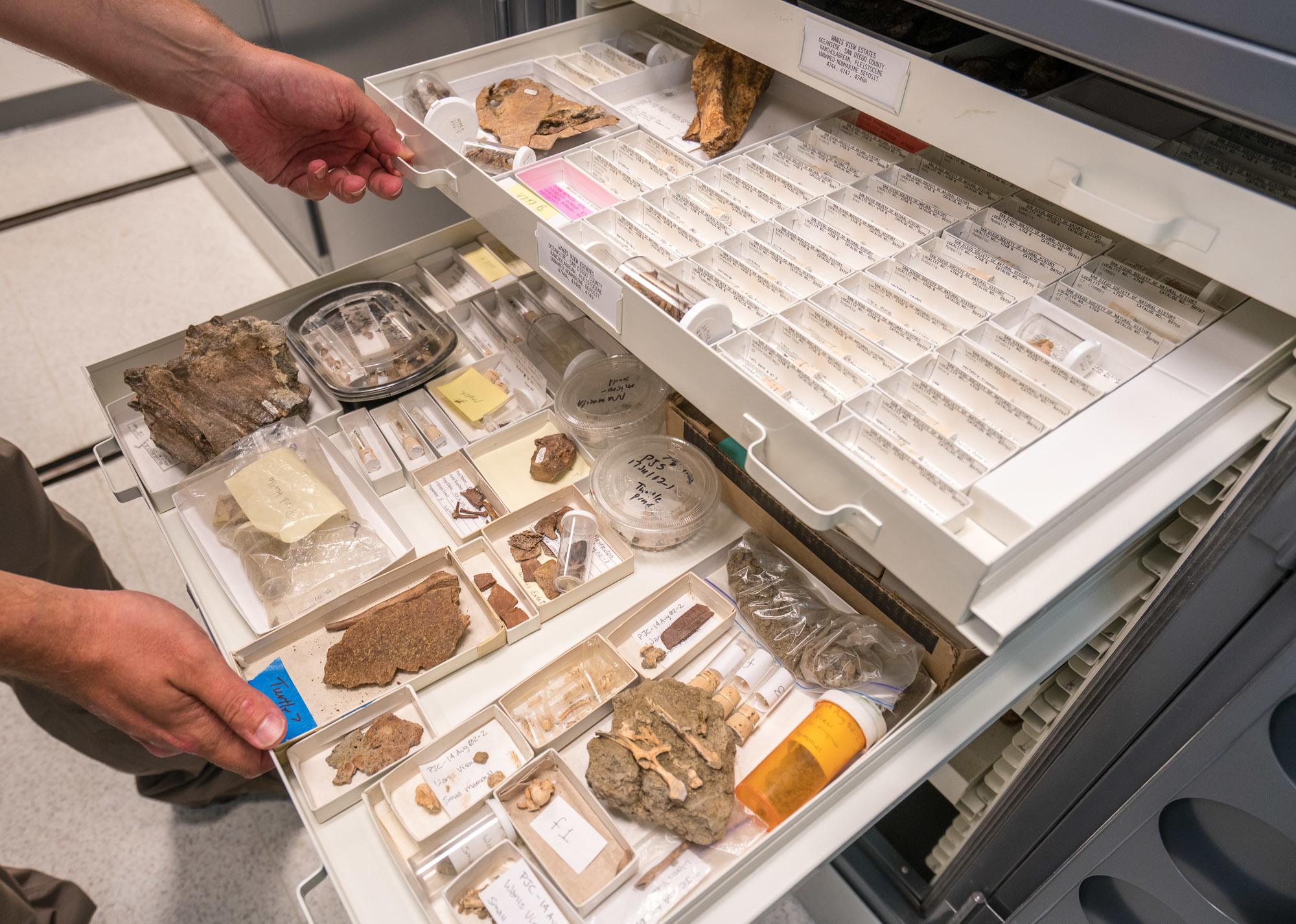 Fragments of bones and more in theNAT's paleontology collection.