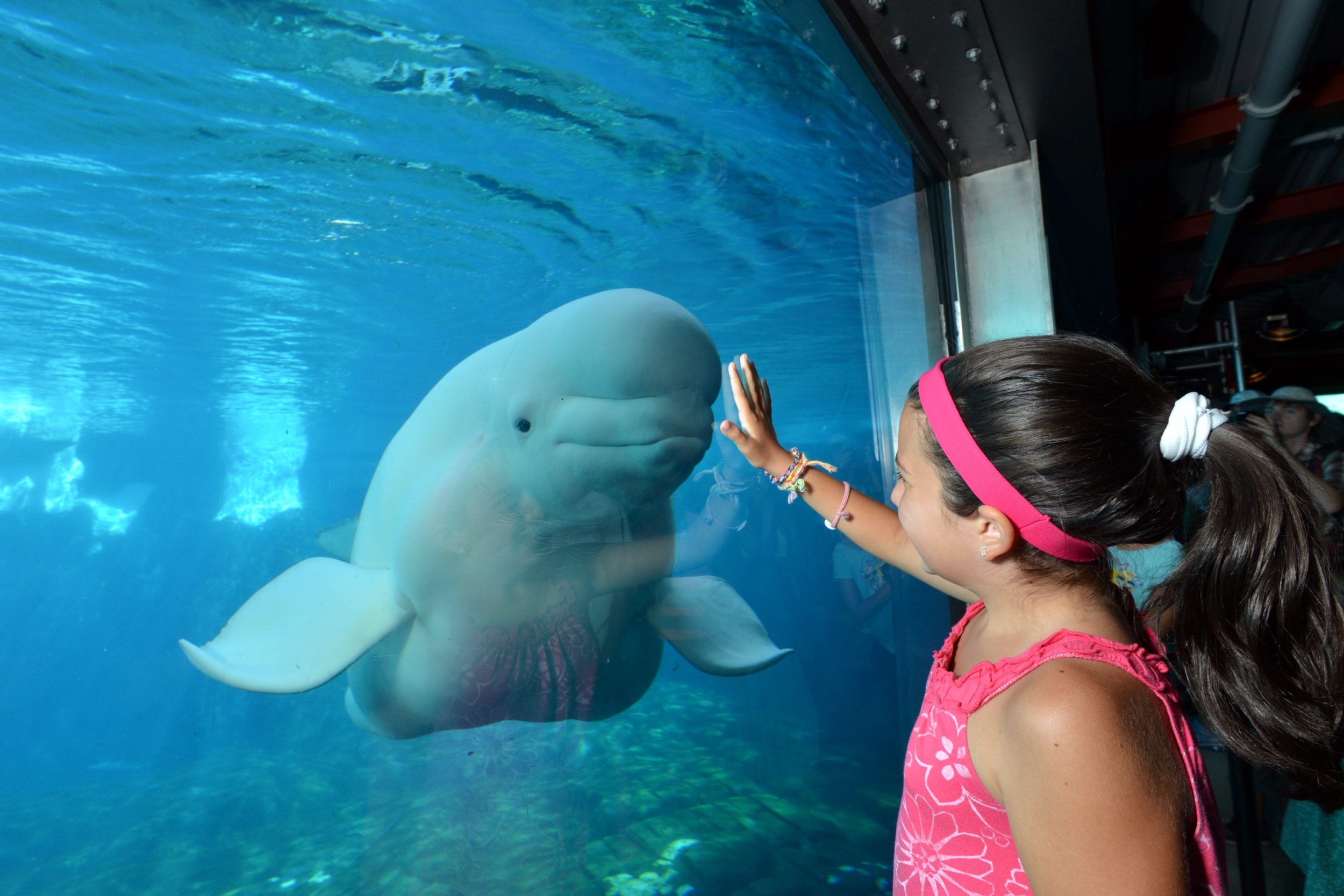 A little girl looks at a beluga whale through glass at SeaWorld San Diego.