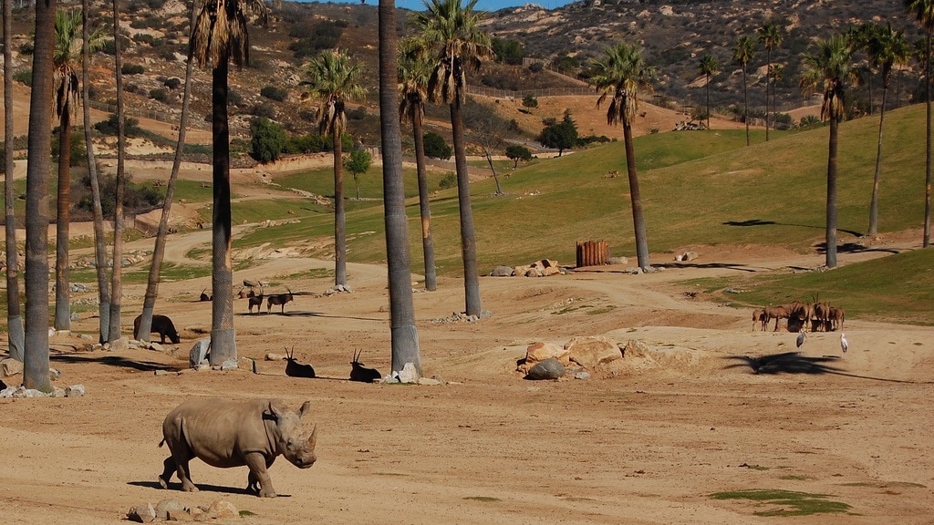 San Diego Zoo Safari Park Tickets 1 