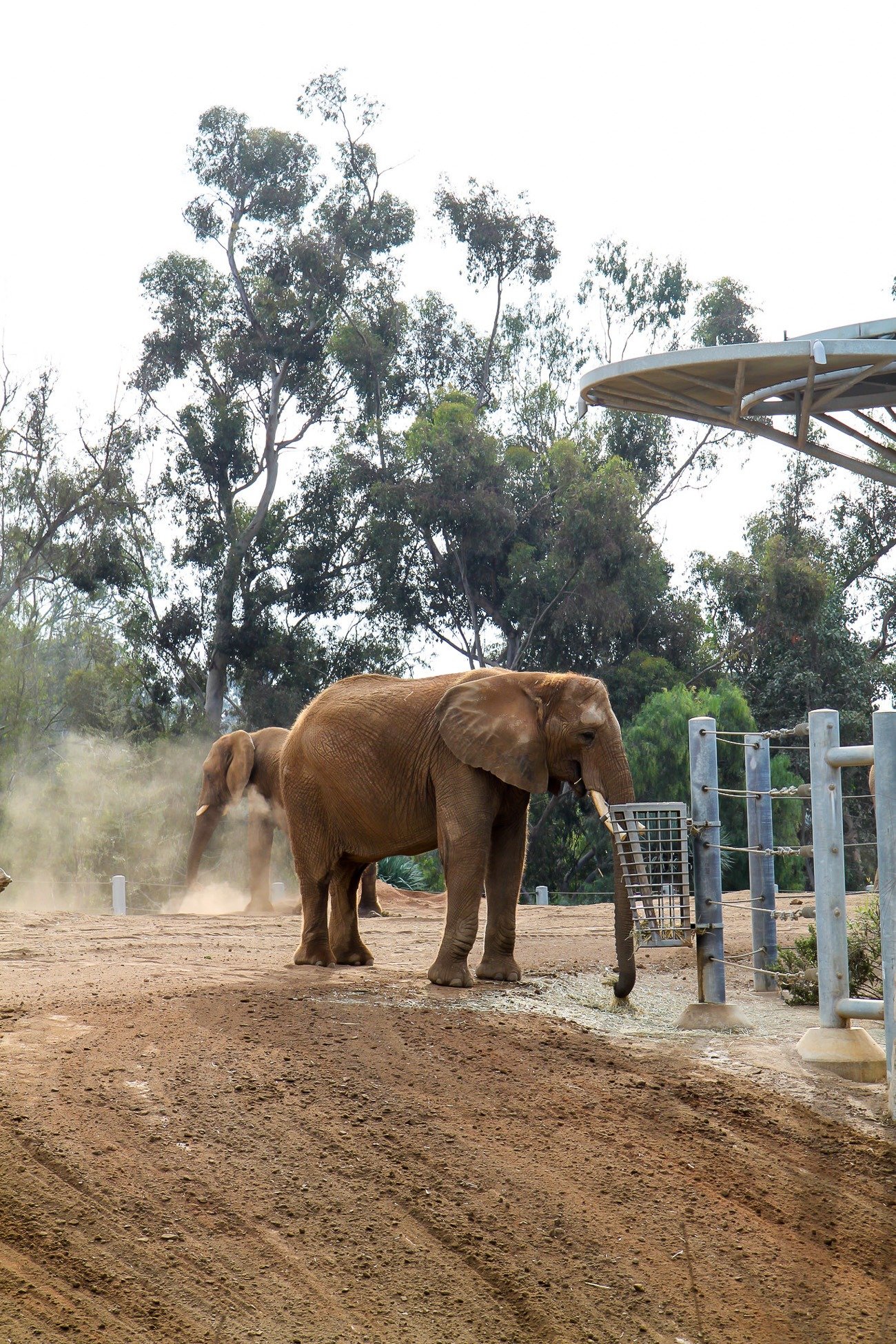 san diego safari zoo military discount