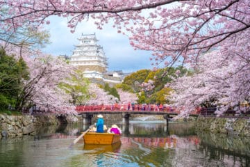 See spring flowers in Kyoto where cherry blossoms bloom in abundance.