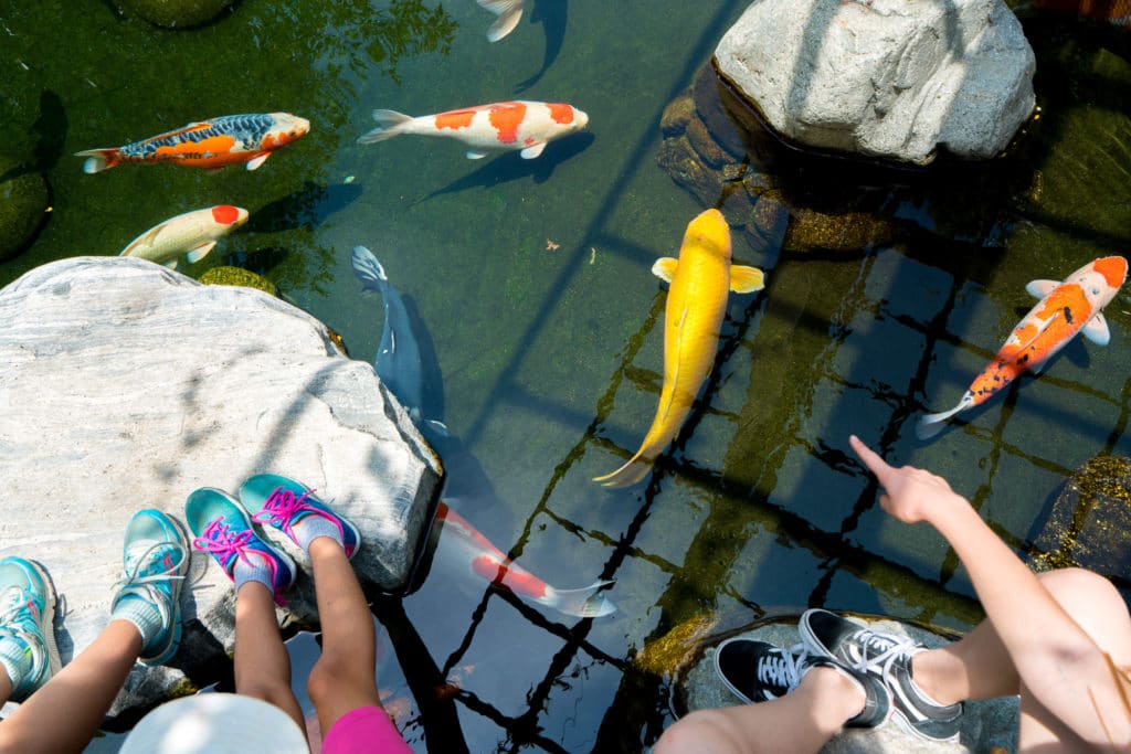 Koi simmar i en damm i Japanese Friendship Garden.