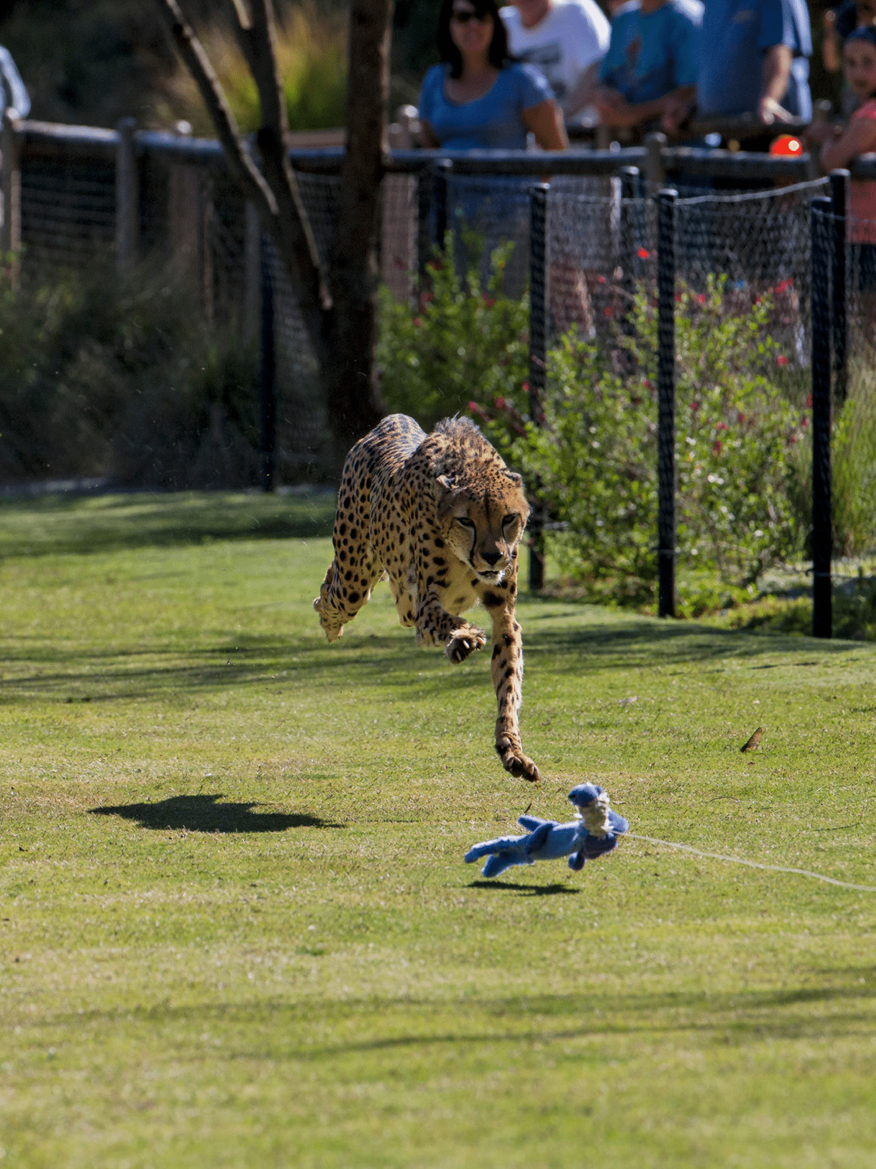 Cheetah Run at San Diego Zoo Safari Park is not-to-be-missed!