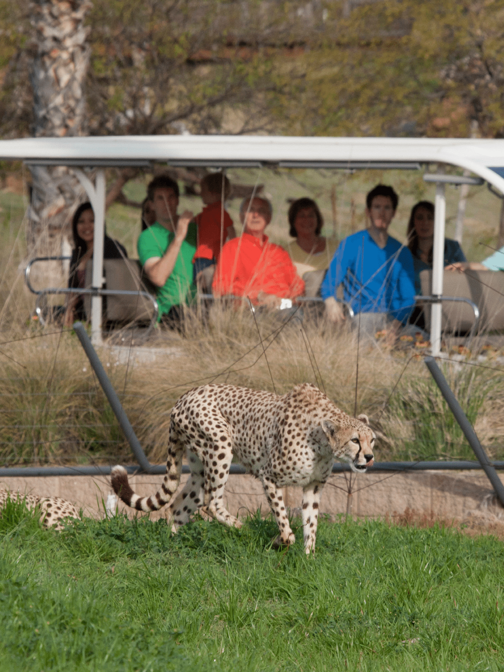 Detailed Guide to the San Diego Zoo Safari Park