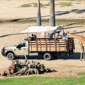 Detailed Guide to the San Diego Zoo Safari Park