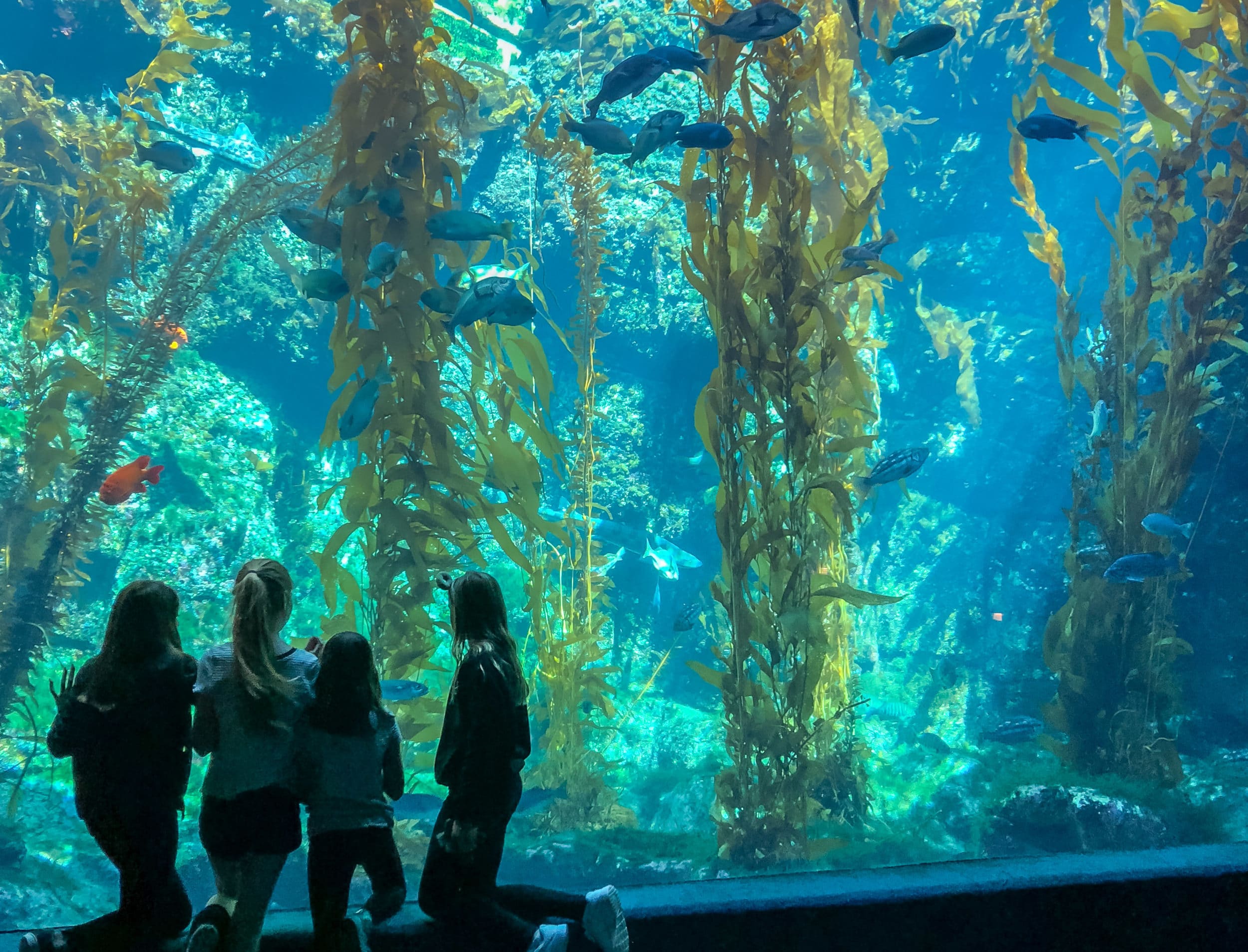 Kids look into the giant tank at Birch Aquarium