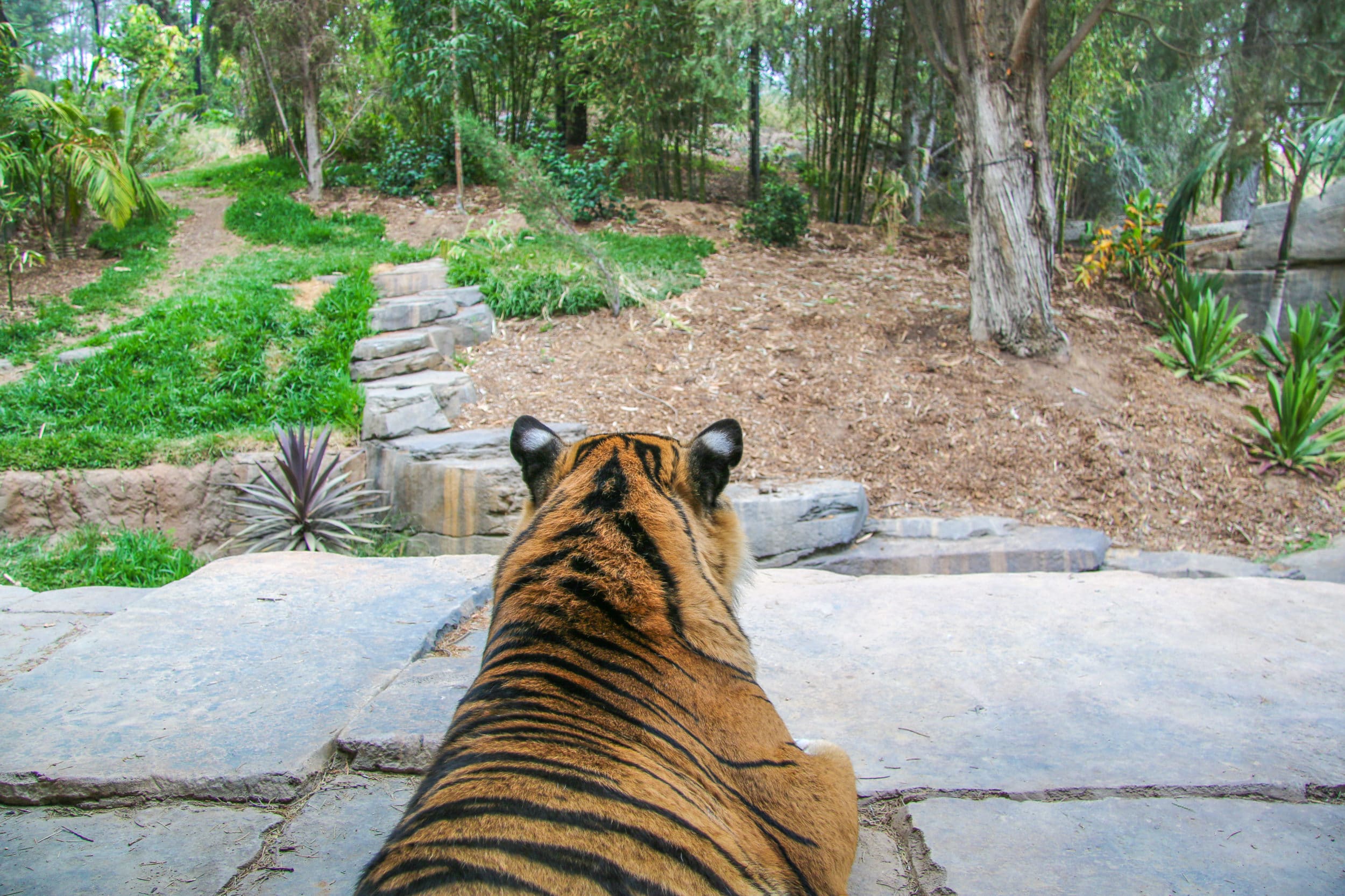 San Diego Zoo Safari Park Tiger Trail 