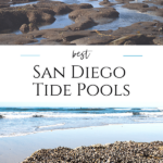 The ultimate guide to San Diego tide pools with best beaches, what to know before you go, animals to see, & FAQs answered by a frequent visitor.