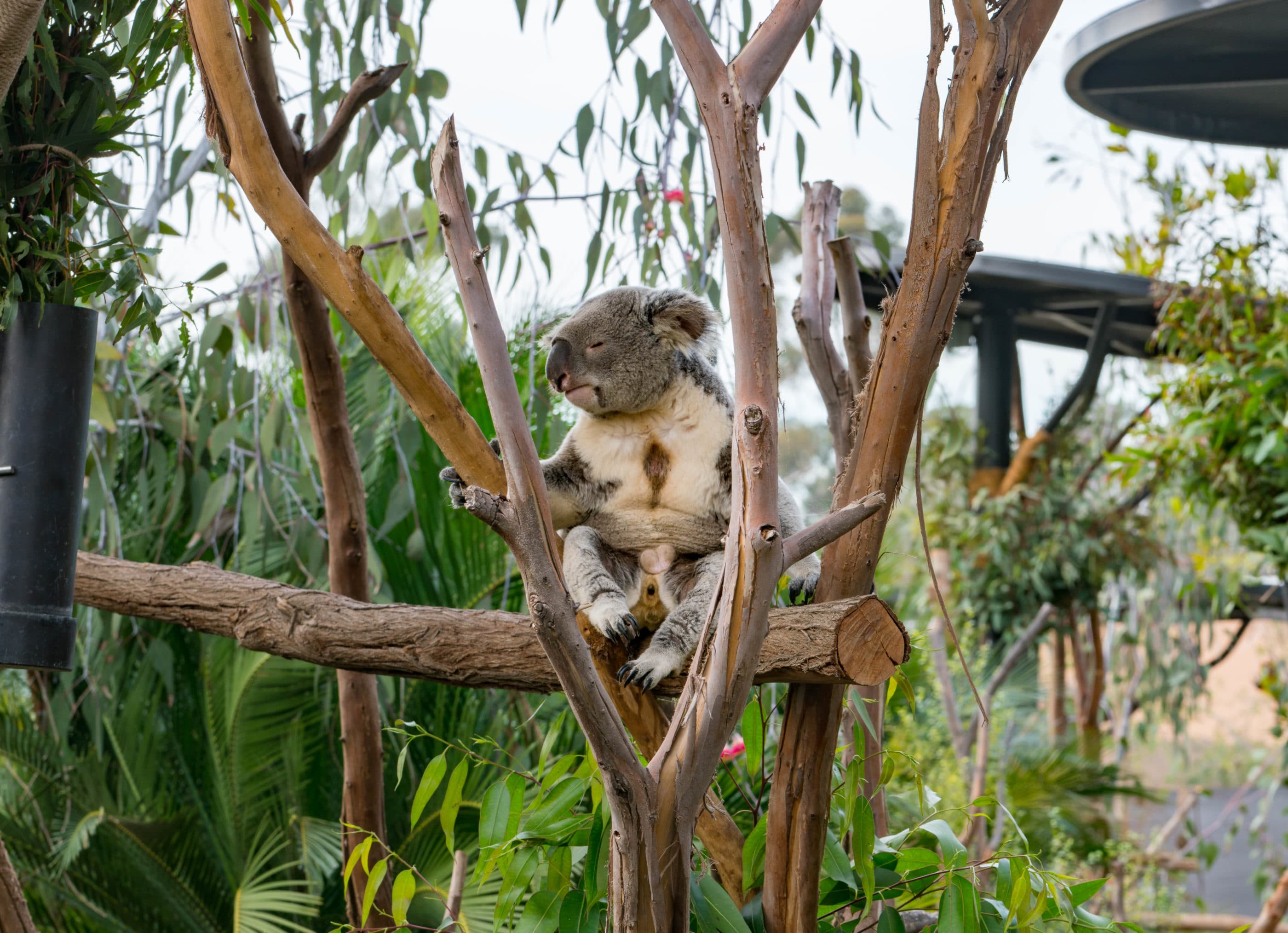 Koala  San Diego Zoo Animals & Plants