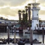 Pier 39 sea lions lounging with the lighthouse in the background.